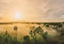 cambio-climatico-el-calor-y-la-sequia-disminuyen-el-crecimiento-en-los-arboles-tropicales-universidad-continental