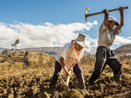 dia-del-campesino-en-el-peru-por-que-es-un-dia-importante-de-celebracion-universidad-continental-2